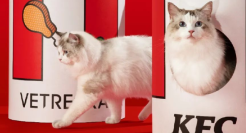 肯德基猫窝刷屏！萌宠流量还能怎么吃？