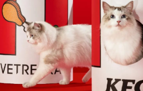肯德基猫窝刷屏！萌宠流量还能怎么吃？