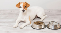 宠物赛道，上市潮起