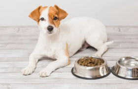 宠物赛道，上市潮起