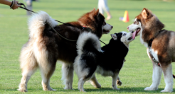 你的遛狗自由，养活了这家卖狗绳的企业