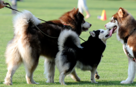 你的遛狗自由，养活了这家卖狗绳的企业