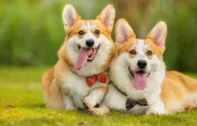 宠物舌尖上的千亿「它经济」