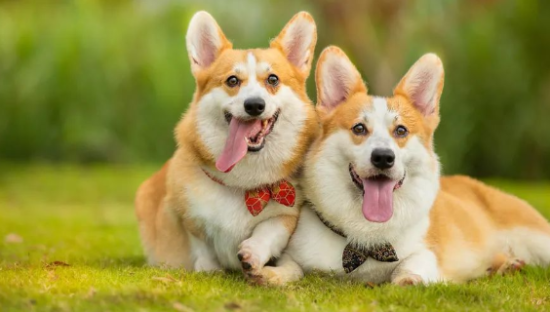 宠物舌尖上的千亿「它经济」