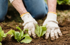 阿里、腾讯、京东、拼多多智慧农业斗法