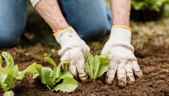阿里、腾讯、京东、拼多多智慧农业斗法
