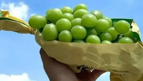 “葡萄中的爱马仕”怎么不香了？