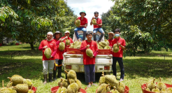 引领万亿市场，即将成为“水果第一股”的洪九果品底气何在？
