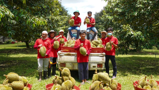 引领万亿市场，即将成为“水果第一股”的洪九果品底气何在？