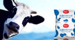 麦趣尔垮了半边天