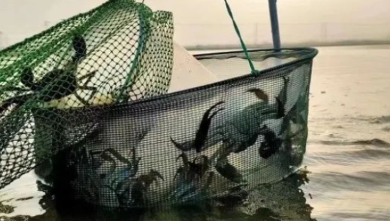 阳澄湖大闸蟹热瘦了 价格暴涨40%