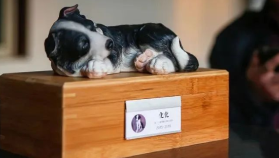 宠物殡葬，「烧」出一条新路