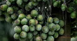 槟榔禁售，口味王生产许可证进入倒计时