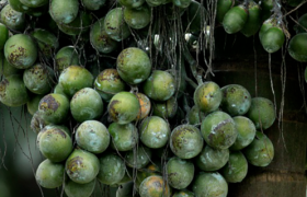 槟榔禁售，口味王生产许可证进入倒计时