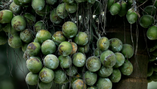 槟榔禁售，口味王生产许可证进入倒计时