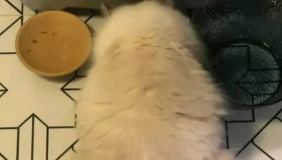 小猫文学，火了？