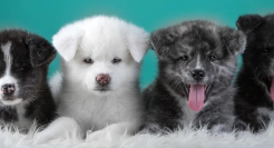 资本热，萌宠兴