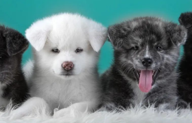 资本热，萌宠兴