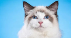 一个猫厕所近千元，懒人的生意好做吗？