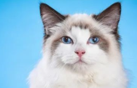 一个猫厕所近千元，懒人的生意好做吗？