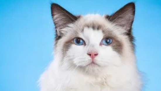 一个猫厕所近千元，懒人的生意好做吗？