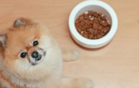 宠物食品乱象频出，铲屎官如何选粮？
