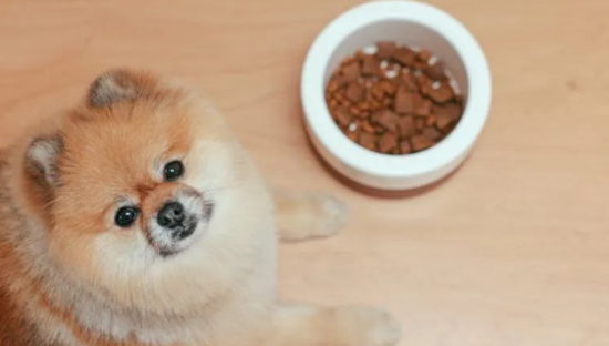 宠物食品乱象频出，铲屎官如何选粮？