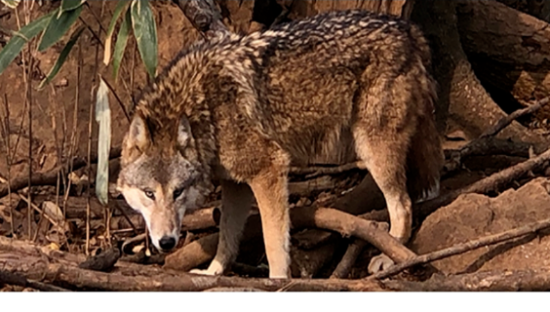 南京红山动物园，文案萌翻了！