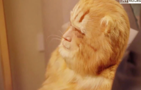 胡歌代言翻车，四猫丧命？