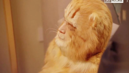 胡歌代言翻车，四猫丧命？