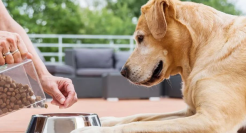 宠物消费热潮下，国产宠物食品如何崛起？