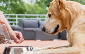 宠物消费热潮下，国产宠物食品如何崛起？