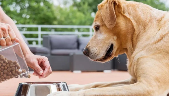 宠物消费热潮下，国产宠物食品如何崛起？