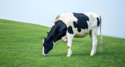 认养一头牛的新消费终点，会是元气森林吗？