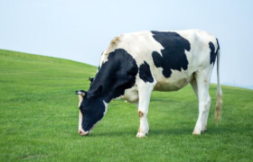 认养一头牛的新消费终点，会是元气森林吗？