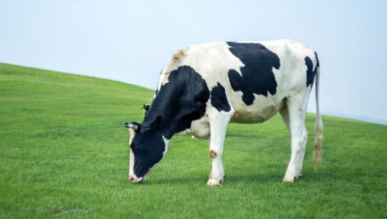 认养一头牛的新消费终点，会是元气森林吗？