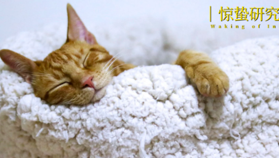 春节宠物寄养大热，商家赚到钱了吗？