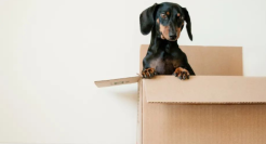 7天赚3个月“生活费”，揭露春节「暴利」新生意