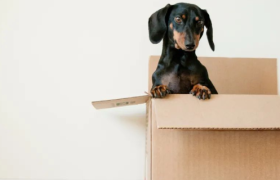 7天赚3个月“生活费”，揭露春节「暴利」新生意