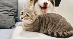 不断崛起的“它经济”，捧起“宠物医疗第一股”