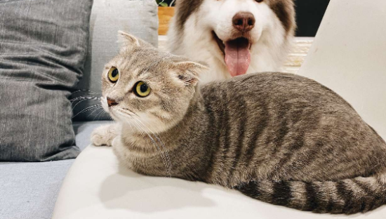 不断崛起的“它经济”，捧起“宠物医疗第一股”