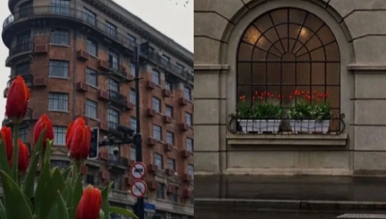 上海网红街，排队1小时围拍一盆郁金香？“照骗”营销就很离谱！