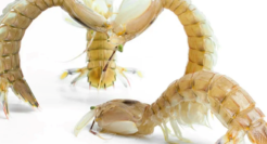 皮皮虾玩出爱恨情仇，盒马运营太好笑了哈哈