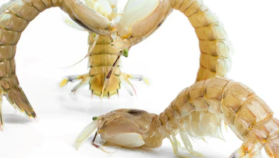 皮皮虾玩出爱恨情仇，盒马运营太好笑了哈哈