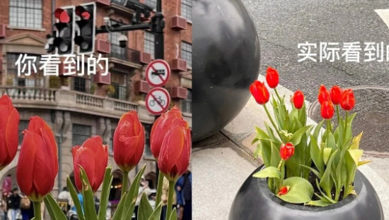 上海武康路郁金香陷“诈骗门”？城市营销别太离谱了