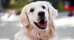 铲屎官喊贵，医院哭穷，宠物医疗的钱被谁赚走了？