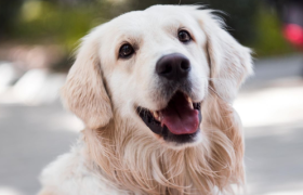 铲屎官喊贵，医院哭穷，宠物医疗的钱被谁赚走了？