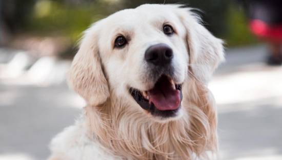 铲屎官喊贵，医院哭穷，宠物医疗的钱被谁赚走了？