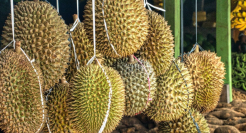 年轻人的“榴莲自由”，让中间商赚麻了