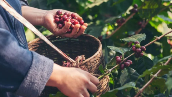 为星巴克打工30年，云南咖啡豆有了新想法